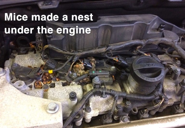 Keep Your Car Happy by Cleaning its Cowl! Luke's Auto Service